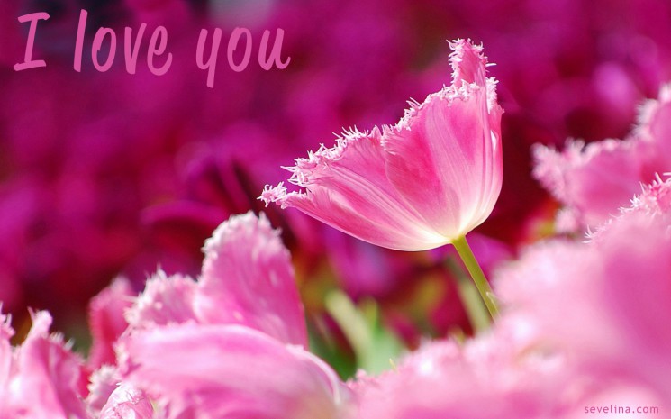 valentine day romantic-wallpaper 2014 pink-flowers-tulips