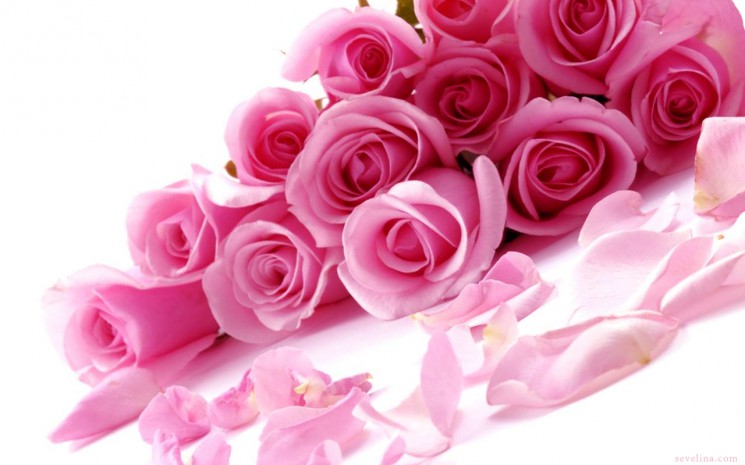 Valentine-days-Pink-Roses-Wallpaper 2014